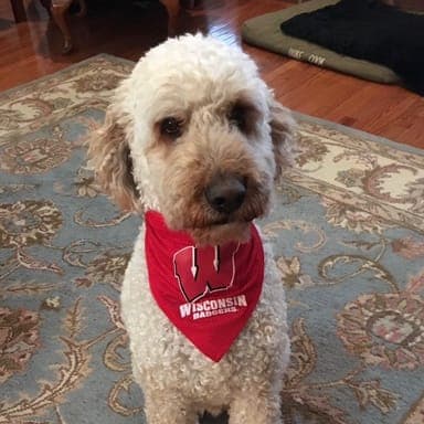 Duke, a family dog with epilepsy who inspired Furvalis