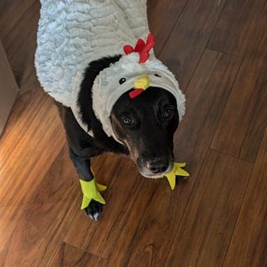 Moose, a 9-year-old mixed breed